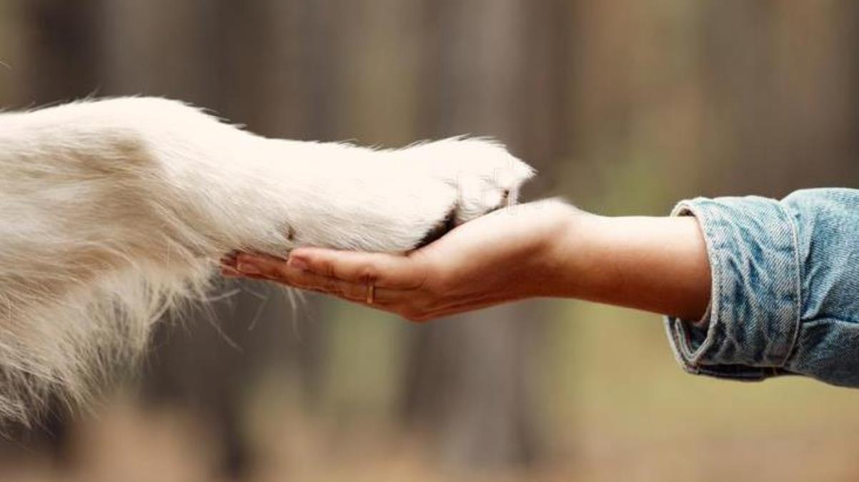  Paws Safe